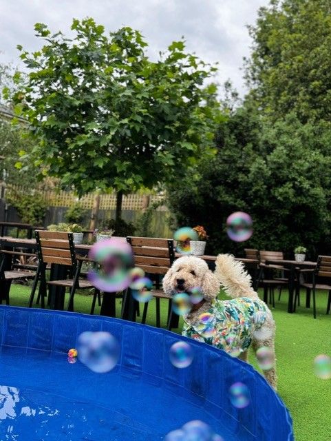 Doggy Pool Party